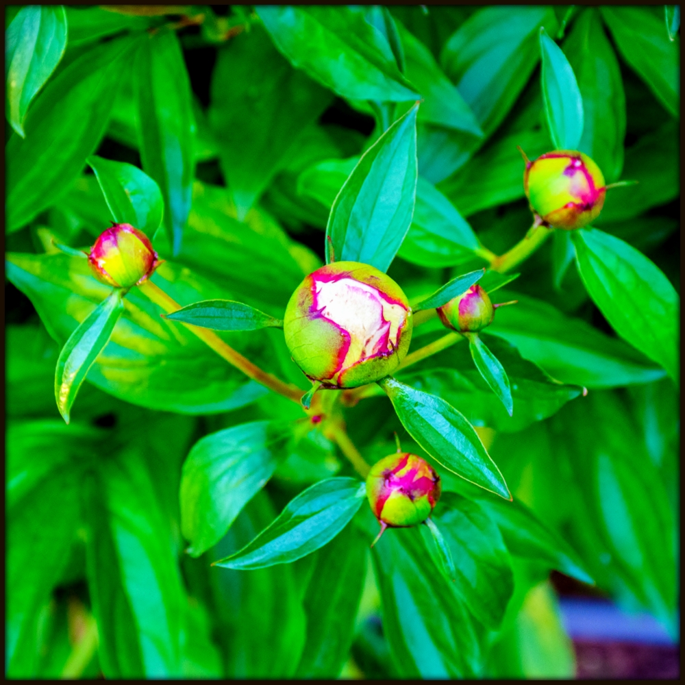 DSC_2044.jpg