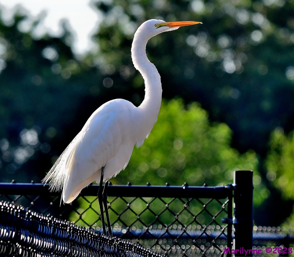 DSC_2046_001.JPG