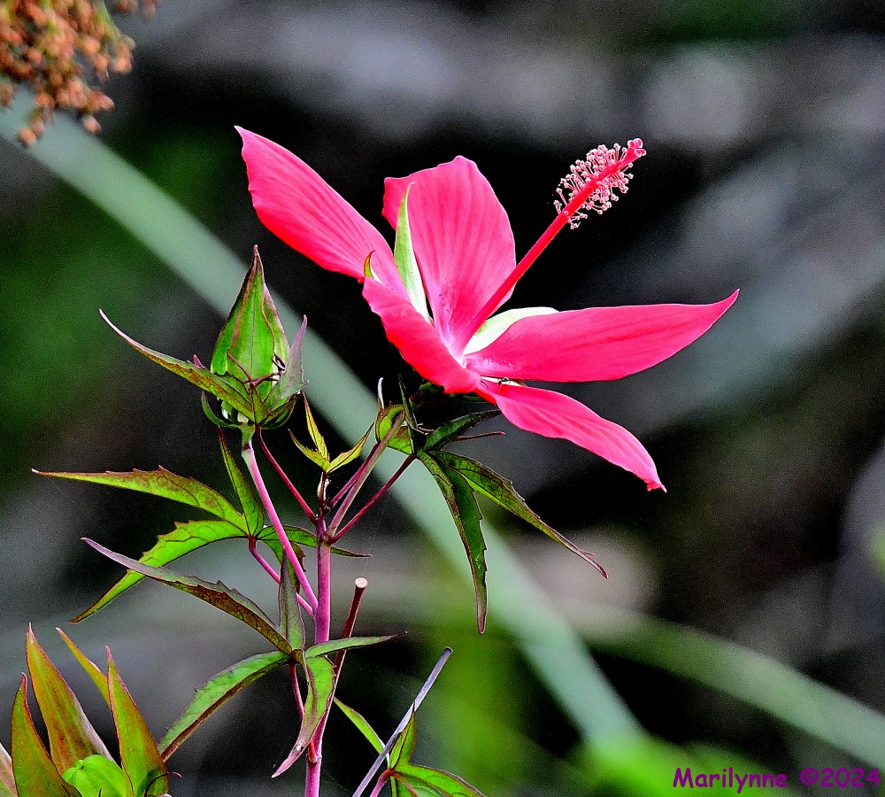 DSC_2046_001.JPG