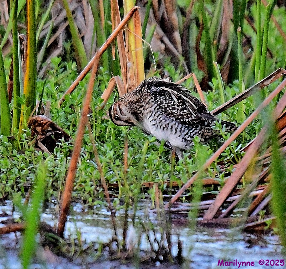 DSC_2047_001.JPG