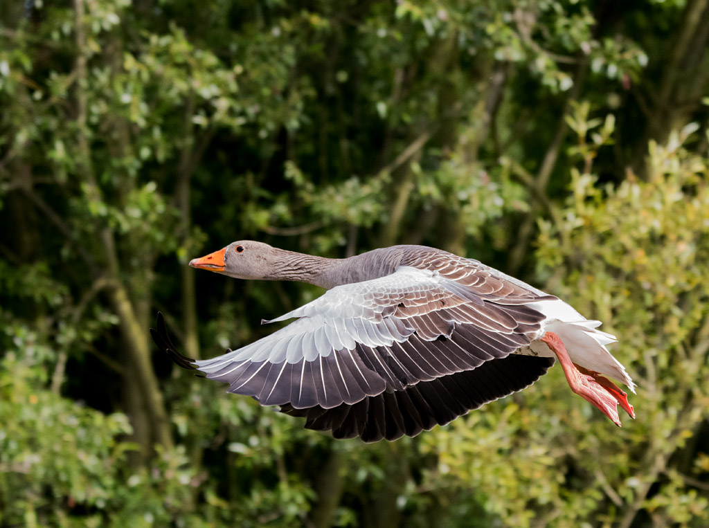 DSC_2060.jpg