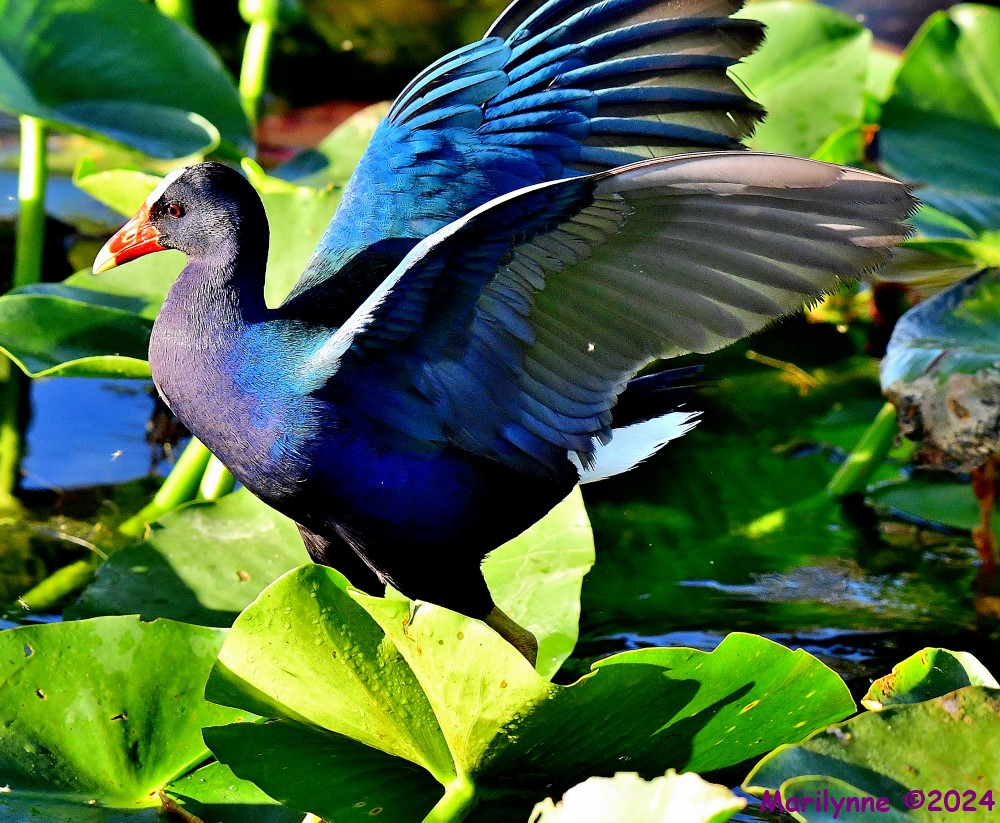 DSC_2060_001.JPG