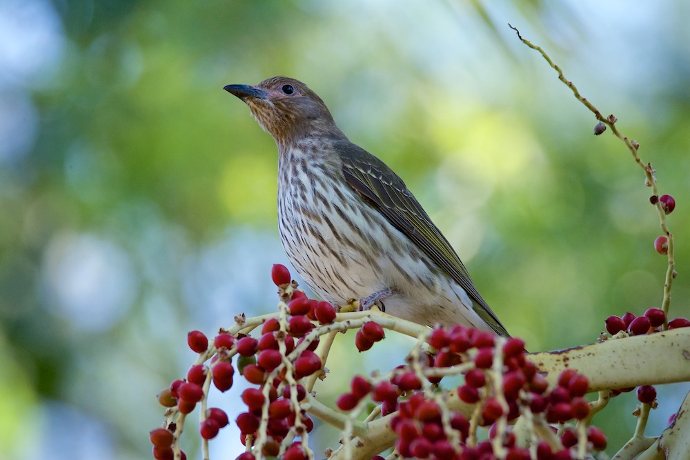 DSC_2062.jpg