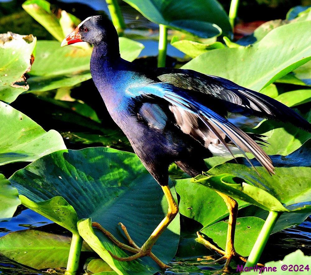 DSC_2062_001.JPG