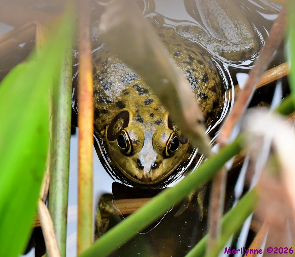 DSC_2062_001.JPG