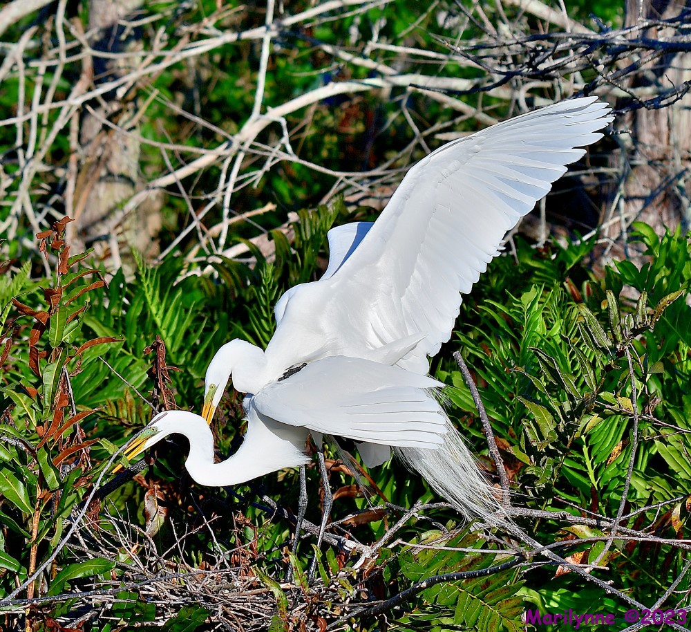 DSC_2063_001.JPG