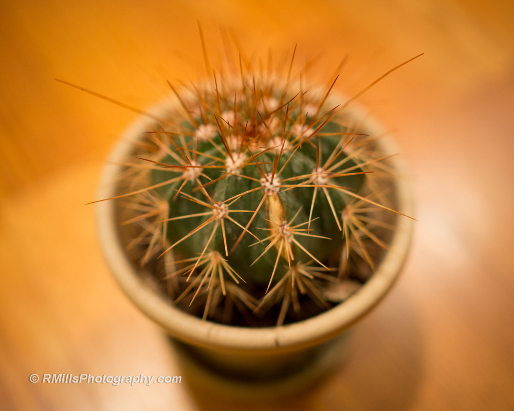 DSC_2064_5203.jpg