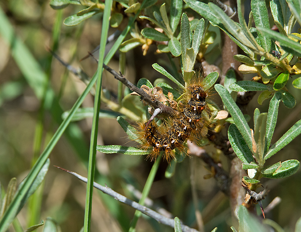 DSC_2066.jpg