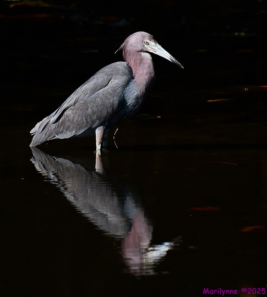 DSC_2066_001.JPG