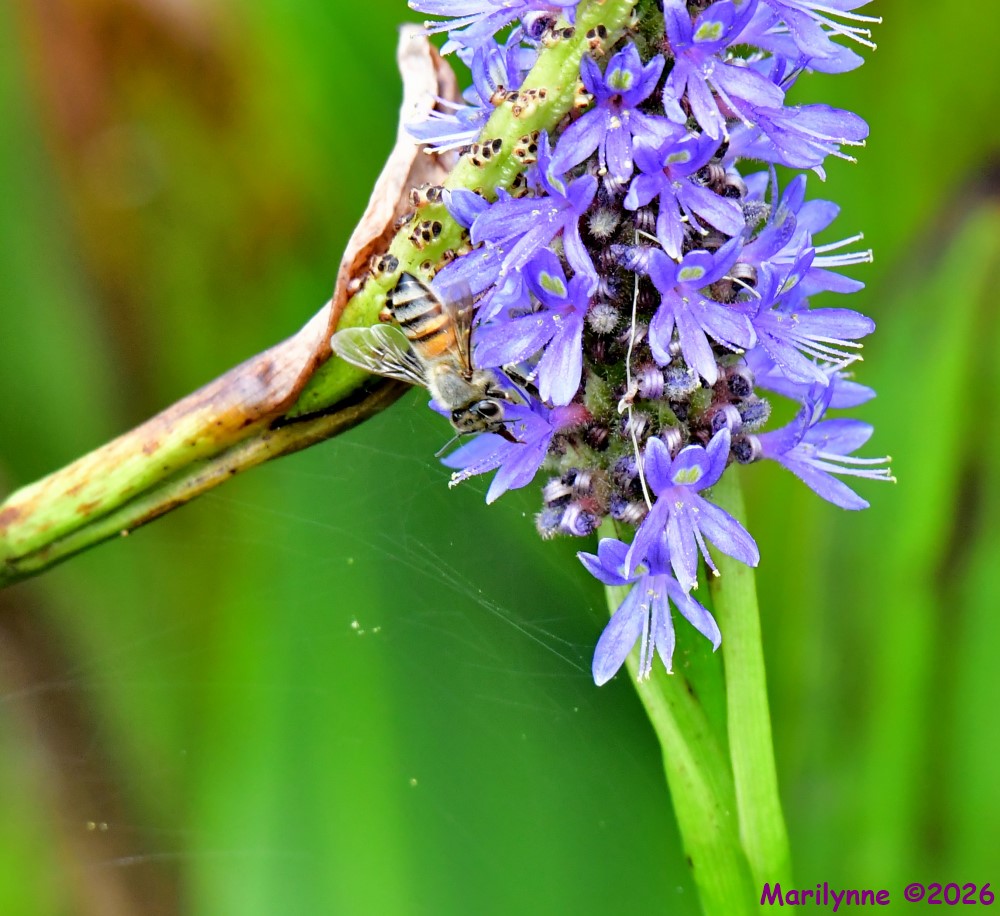DSC_2066_001.JPG