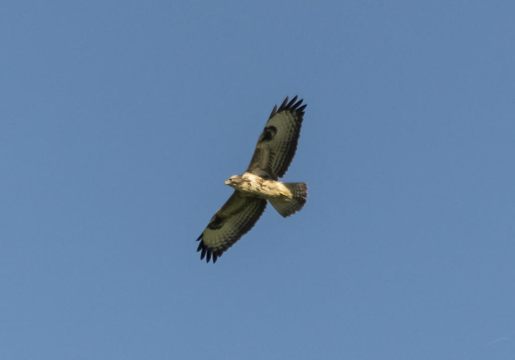 DSC_2068.jpg