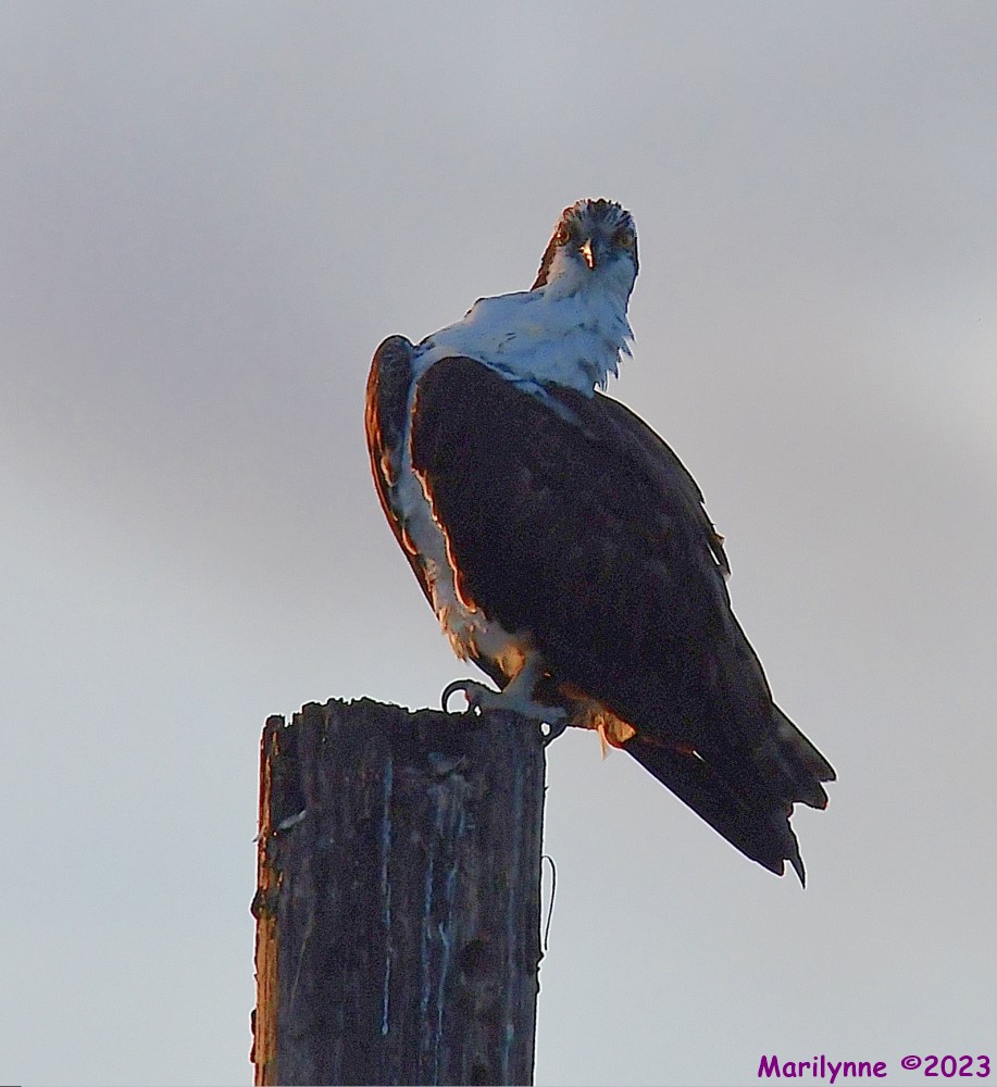 DSC_2068_001.JPG