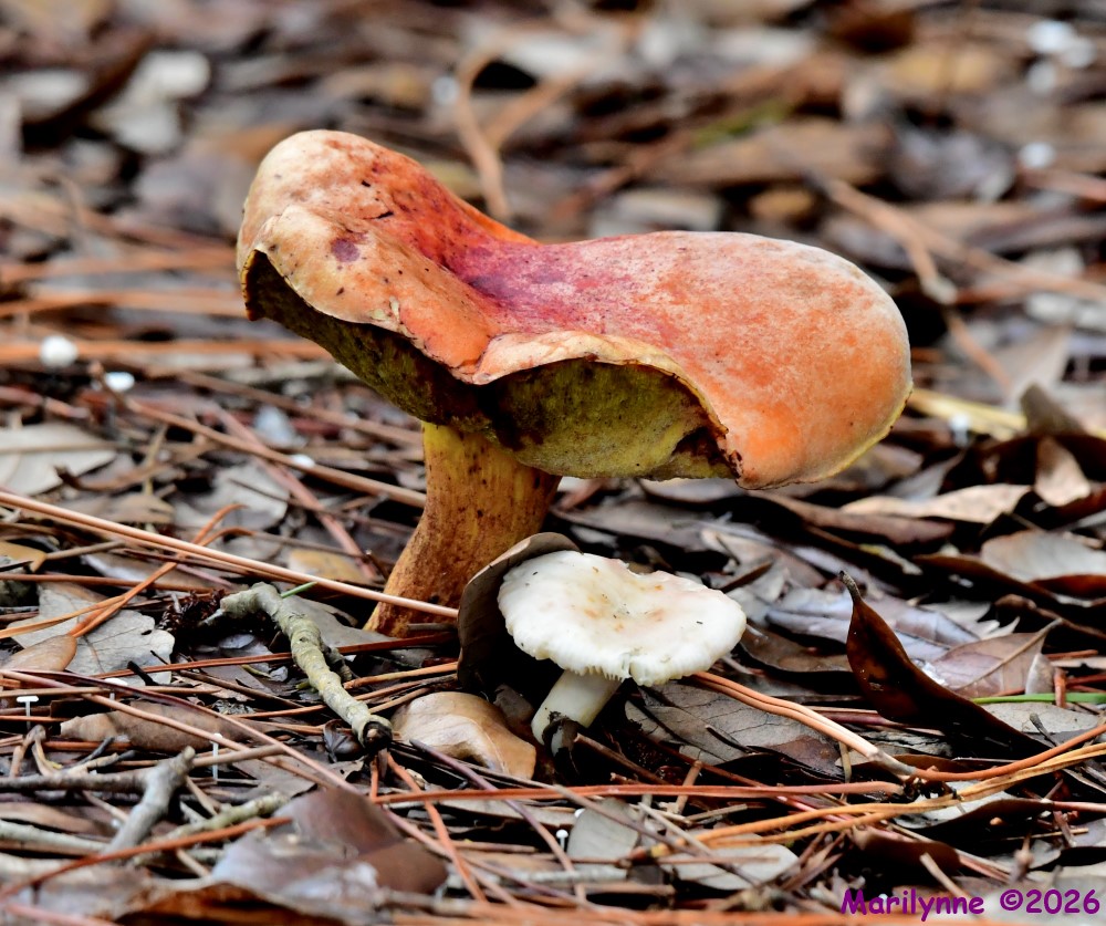DSC_2068_001.JPG