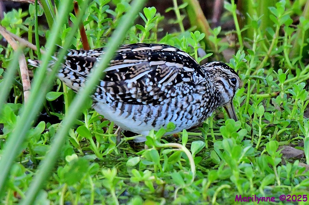 DSC_2069_001.JPG