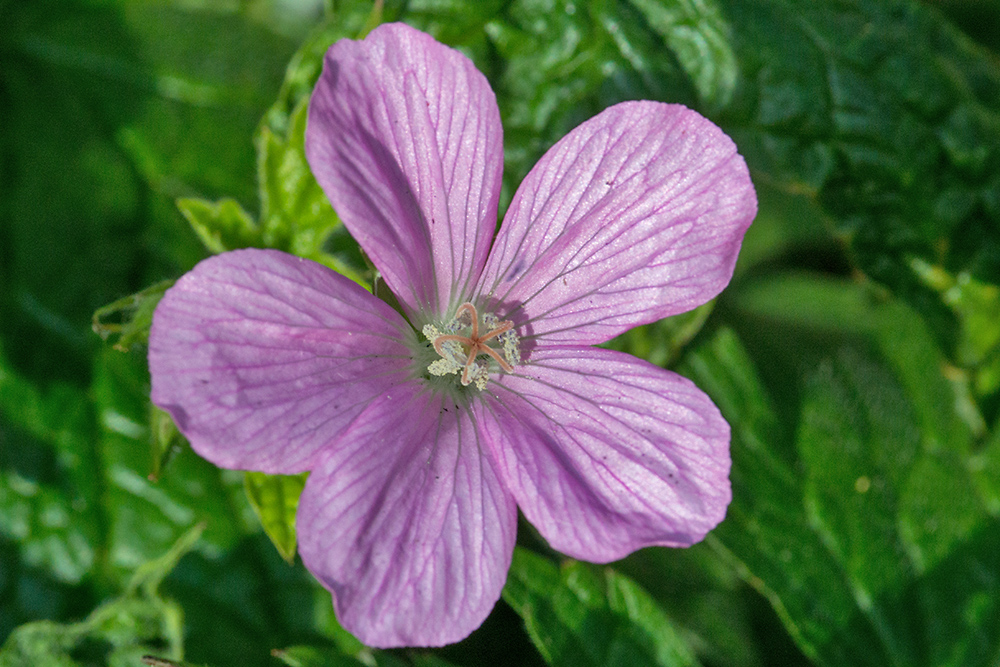 DSC_2070.jpg