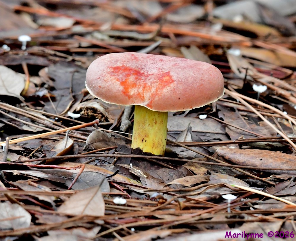 DSC_2070_001.JPG