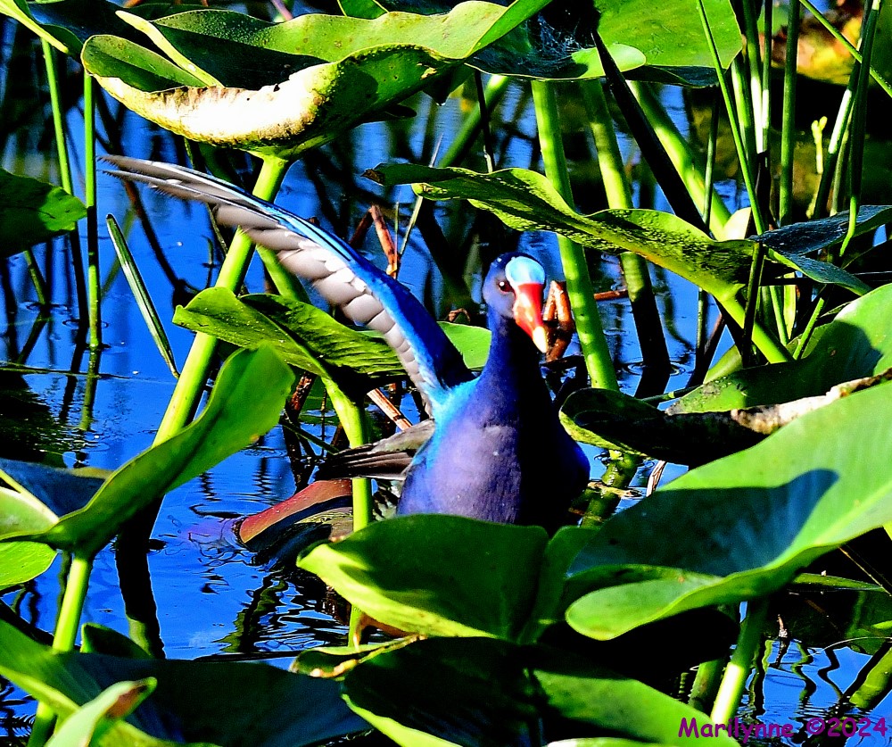 DSC_2071_001.JPG
