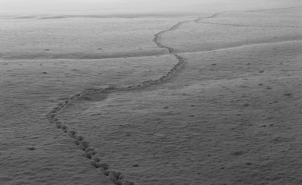 DSC_2073_150227_1024_001.jpg