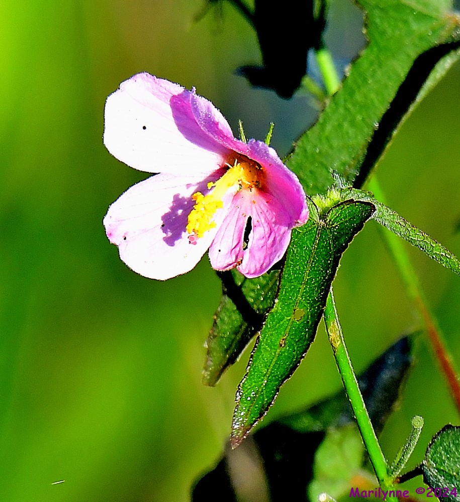 DSC_2077_001.JPG
