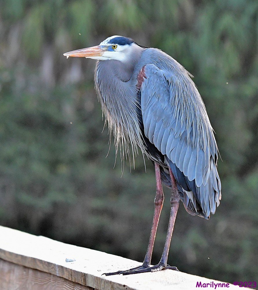 DSC_2079_001.JPG