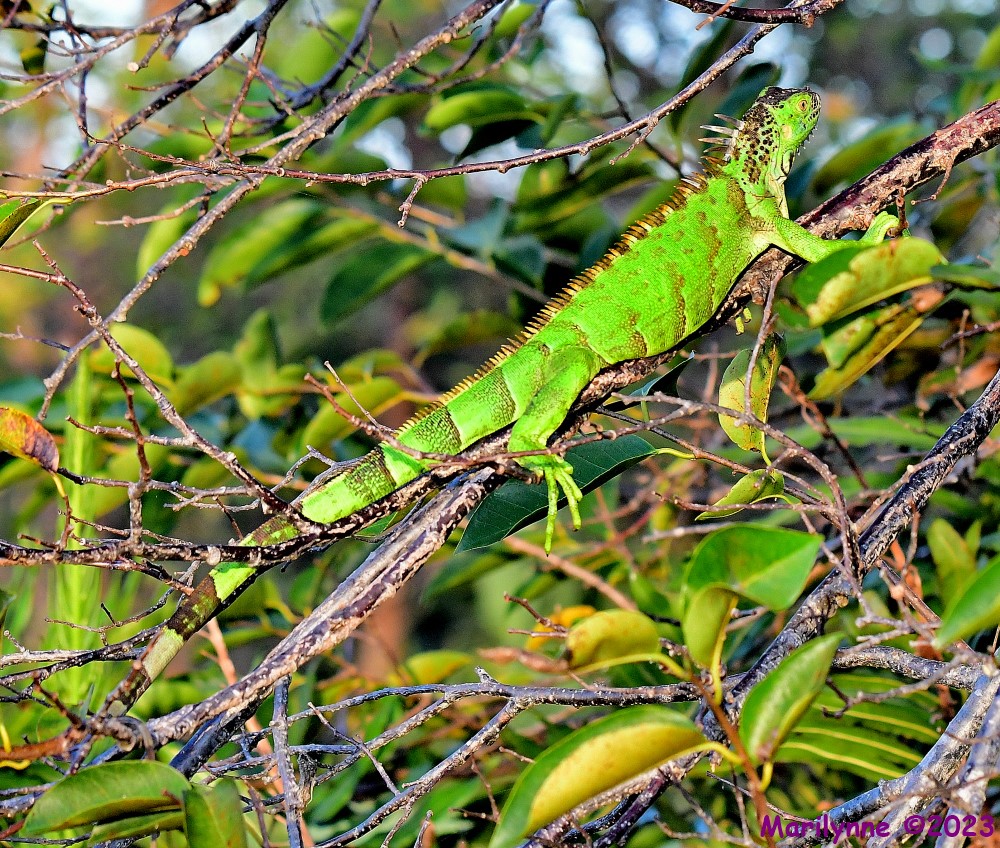 DSC_2081_001.JPG