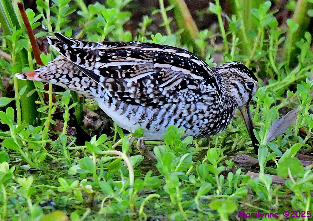 DSC_2082_001.JPG