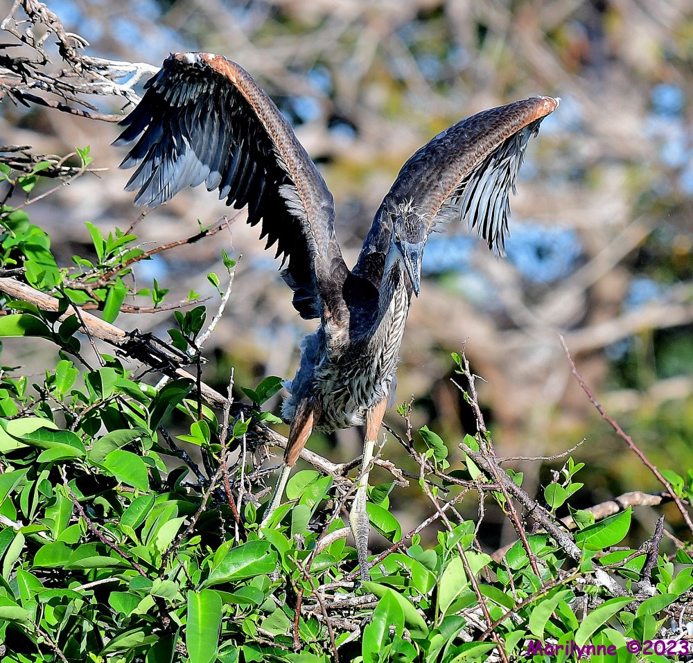 DSC_2083_001.JPG