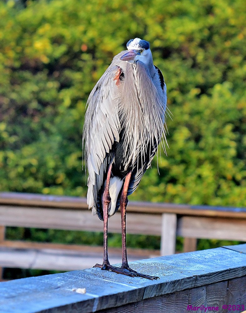 DSC_2085_001.JPG