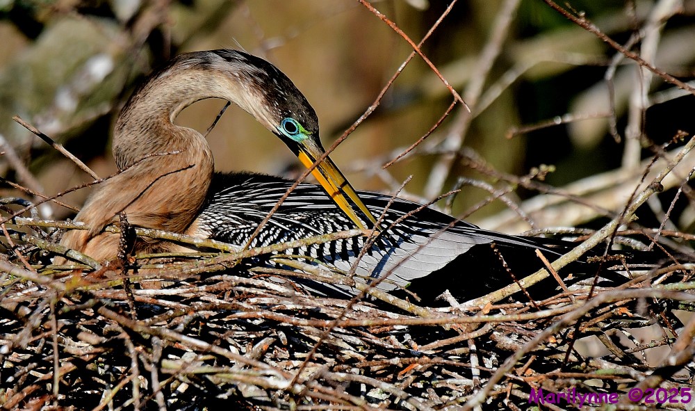 DSC_2085_001.JPG