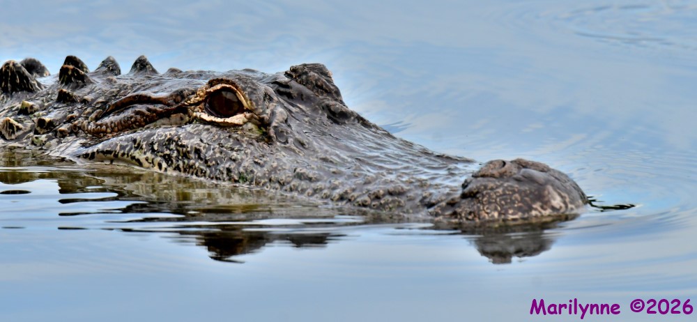 DSC_2086_001.JPG