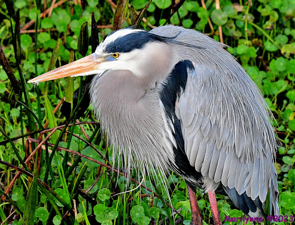 DSC_2088_001.JPG