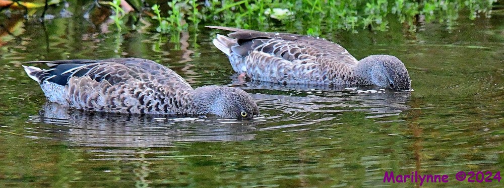 DSC_2088_001.JPG