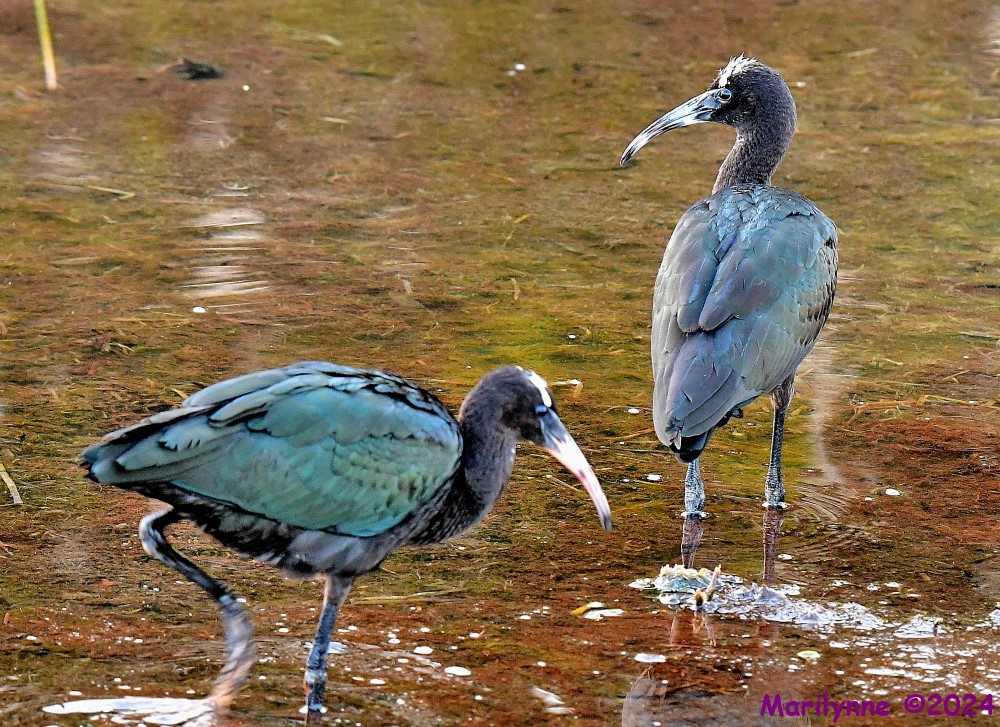 DSC_2089_001.JPG