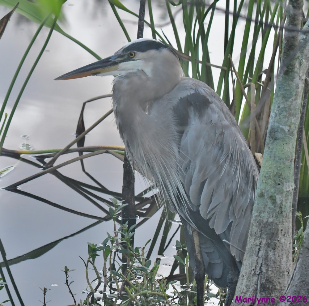 DSC_2090_001.JPG