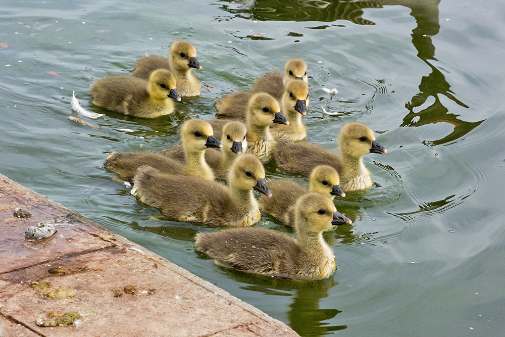 DSC_2093.jpg