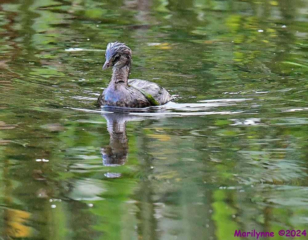 DSC_2093_001.JPG