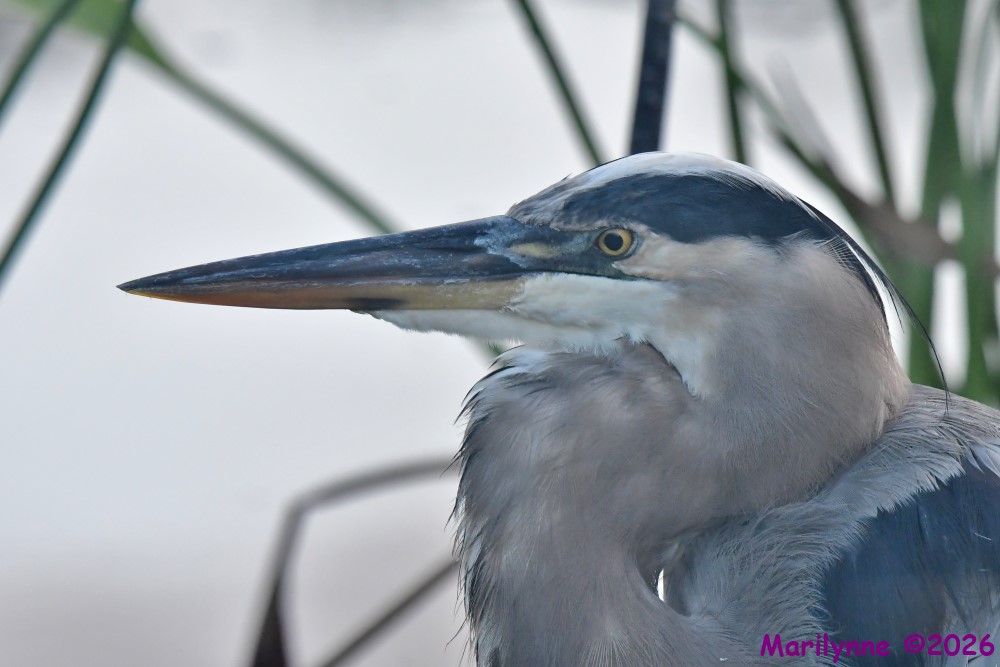 DSC_2093_001.JPG