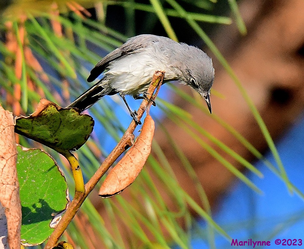 DSC_2094_001.JPG
