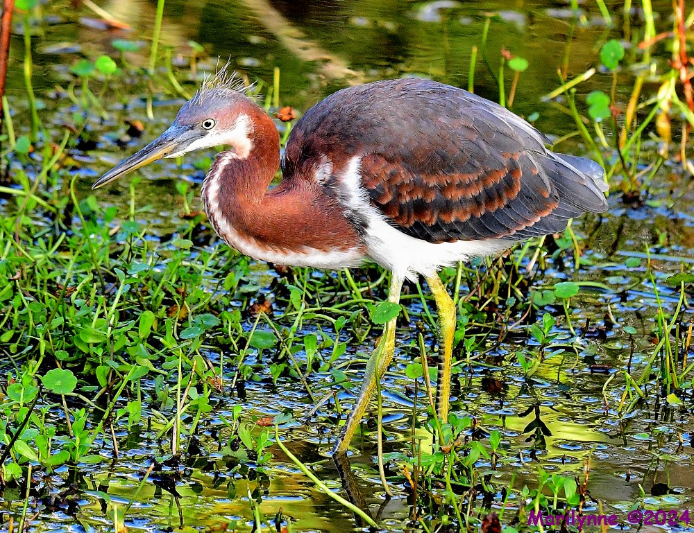 DSC_2095_001.JPG
