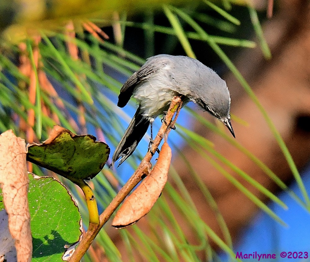 DSC_2096_001.JPG