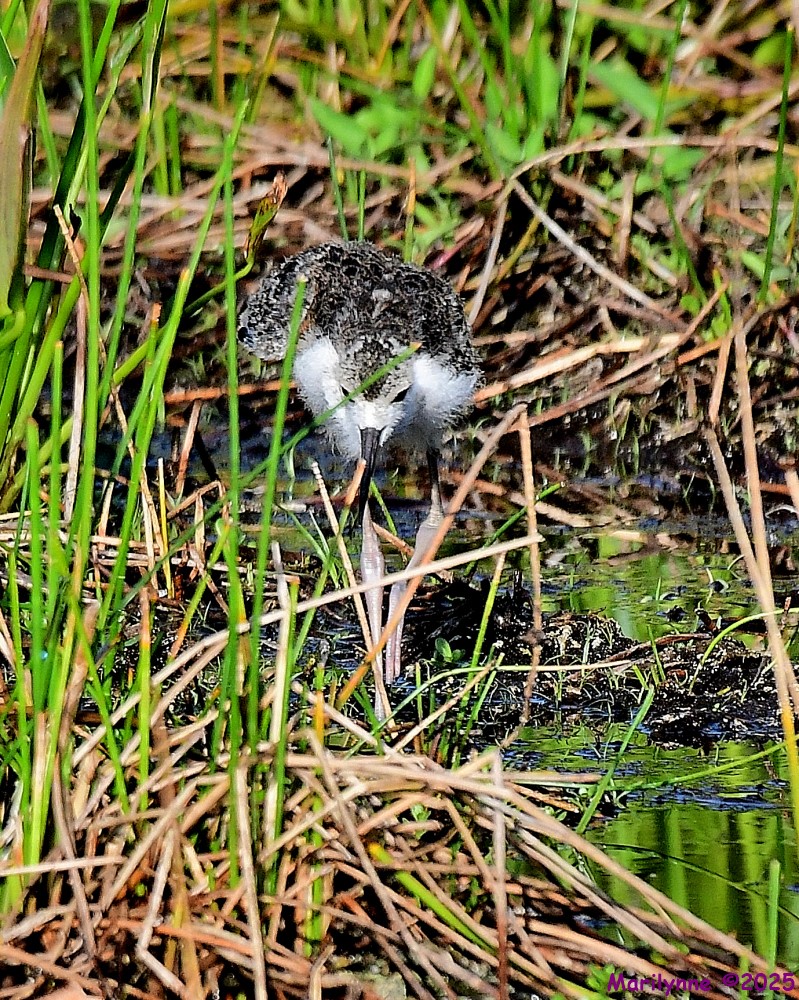 DSC_2096_001.JPG