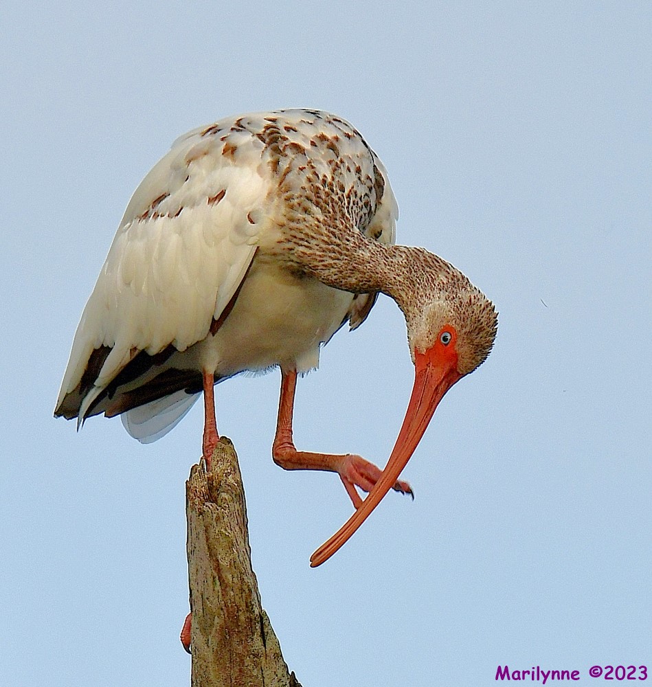 DSC_2098_001.JPG