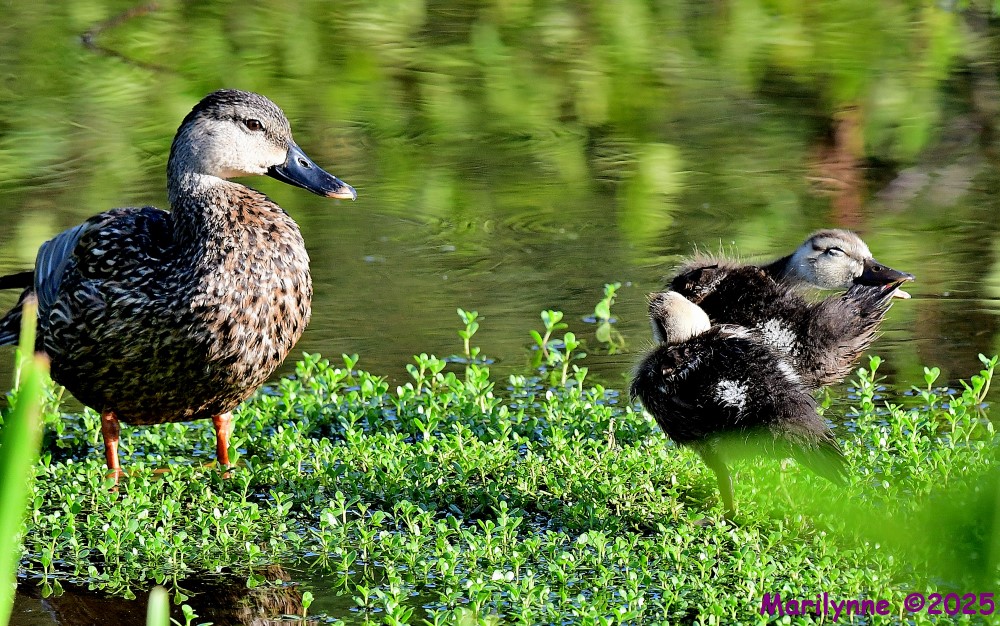 DSC_2098_001.JPG