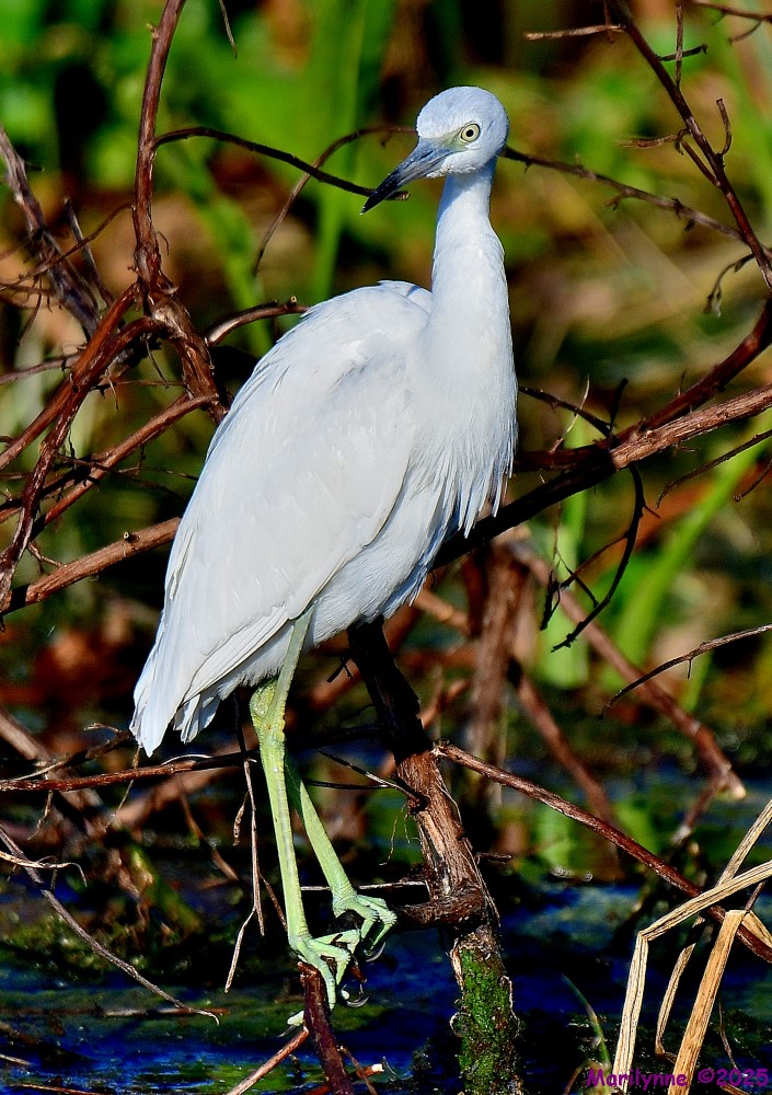 DSC_2099_001.JPG