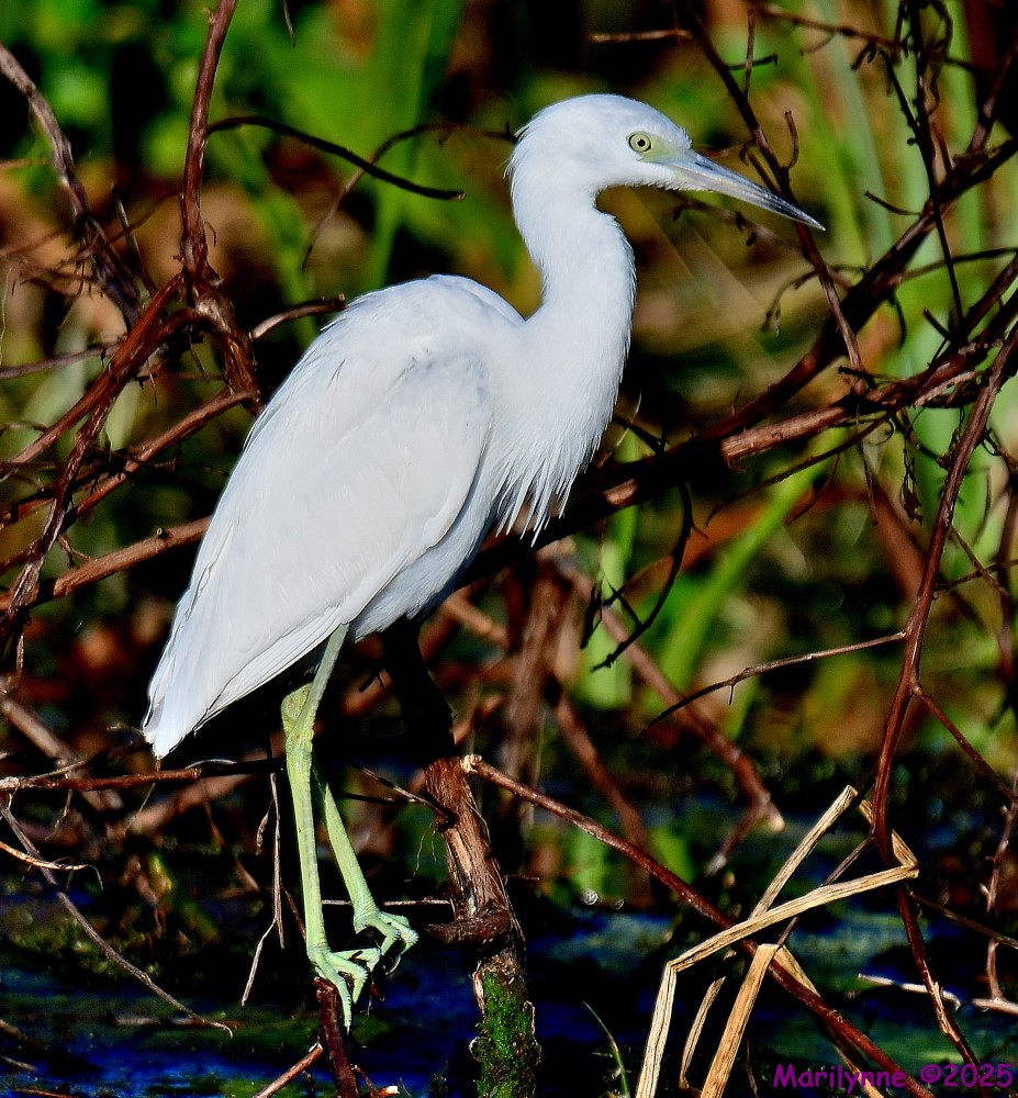 DSC_2102_001.JPG