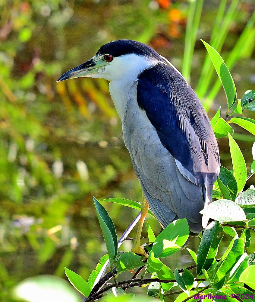 DSC_2103_001.JPG