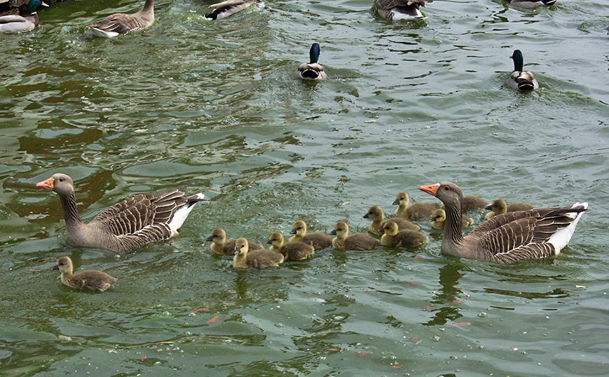 DSC_2105.jpg