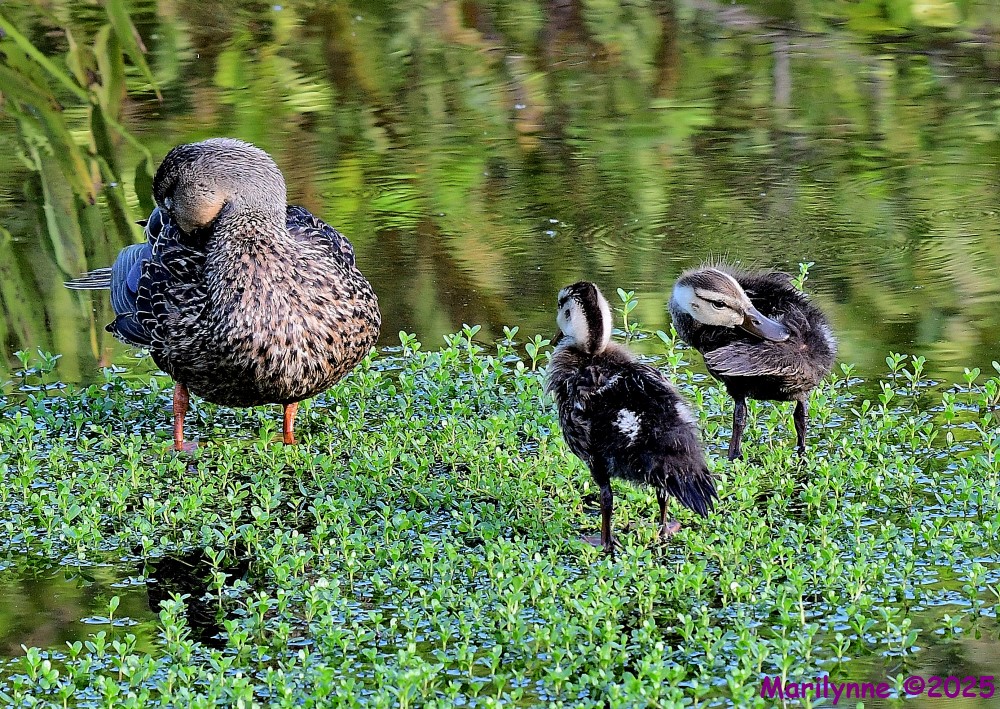 DSC_2105_001.JPG
