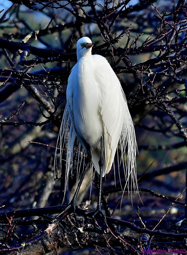 DSC_2107_001.JPG