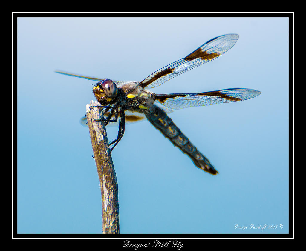 DSC_2107_Web.jpg